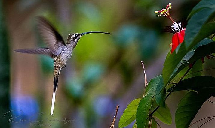 Hummingbird Festival Takes Flight at Vallarta Botanical Garden Hummingbird Festival Takes Flight at Vallarta Botanical Garden