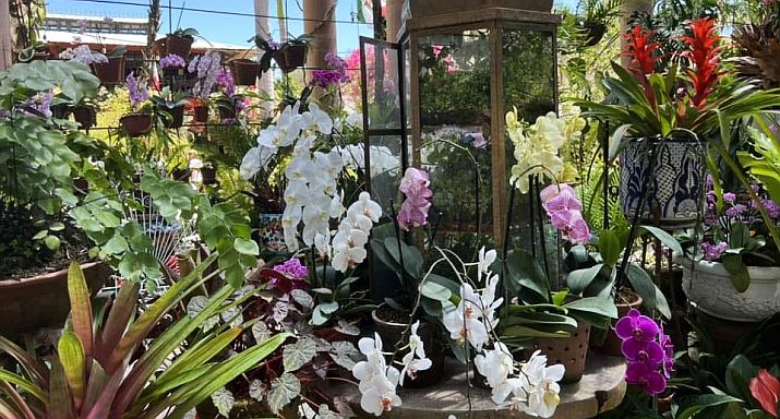 Vallarta Botanical Garden Orchid & Plant Talks Continue