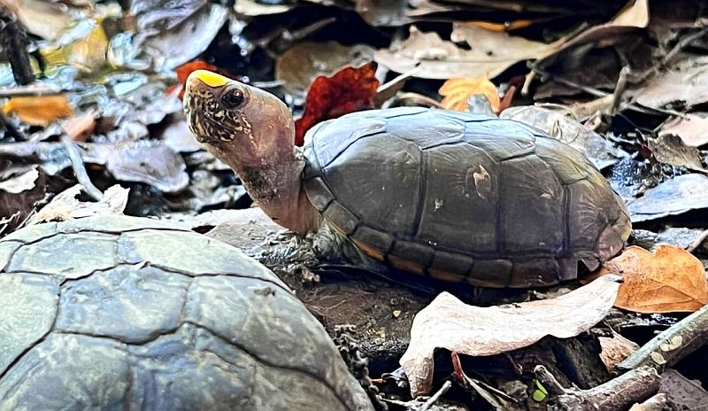 Puerto Vallarta Takes Steps to Protect the Tortuga Casquito Puerto Vallarta Takes Steps to Protect the Tortuga Casquito
