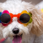 VallartaPridePetParade