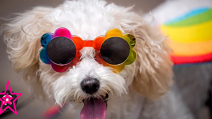 Vallarta Pride Pet Parade Dog Walk to Benefit Puppy Paradise