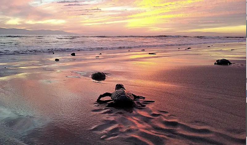 Puerto Vallarta Sea Turtle Releases Begin for 2026 Season