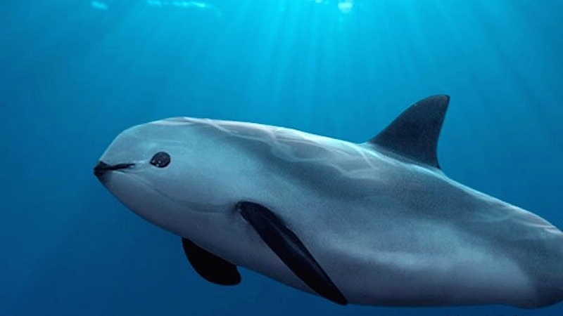 Vaquita Sightings on International Expedition Inspire Hope | Banderas News