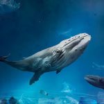 WhalePlasticOcean