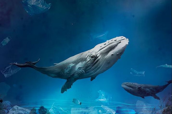 CUCosta and Swim for Whales Join Forces to Protect Marine Environment