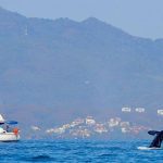 WhaleWatchingSailboat