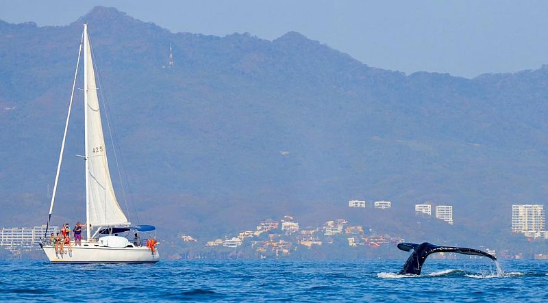 Banderas Bay Whale Watching Operators Gear Up for 2024-2025 Season