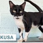 Yakusa