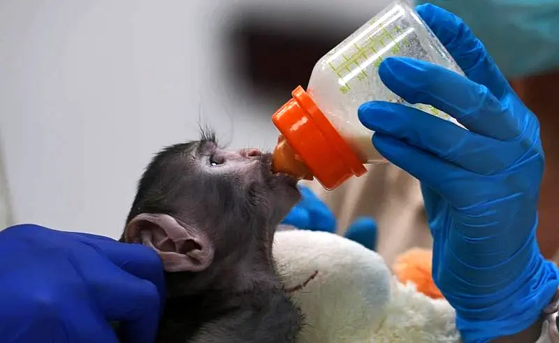 Plush Surrogate Helps Tiny Monkey Flourish in Guadalajara