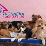 YvonnekaFoundationPoster