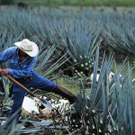 agave-harvest
