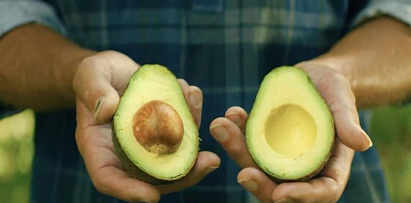Nayarit Joins Mexican States Certified for U.S. Avocado Exports Nayarit Joins Mexican States Certified for U.S. Avocado Exports