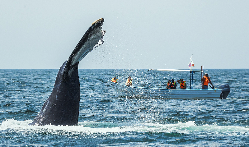 First Humpback Whales Arrive in the Bahía de Banderas Region