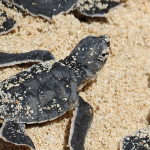 baby-turtles