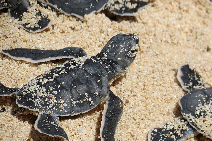 Helping Olive Ridley Turtles Survive in Puerto Vallarta