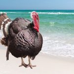beach-thanksgiving