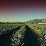 blue-agave200