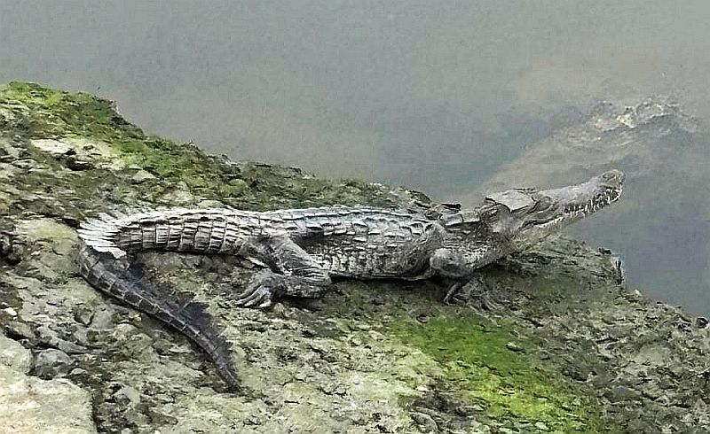 Vallarta Green Patrol’s Weekend: Three Crocodiles Relocated Vallarta Green Patrol’s Weekend: Three Crocodiles Relocated