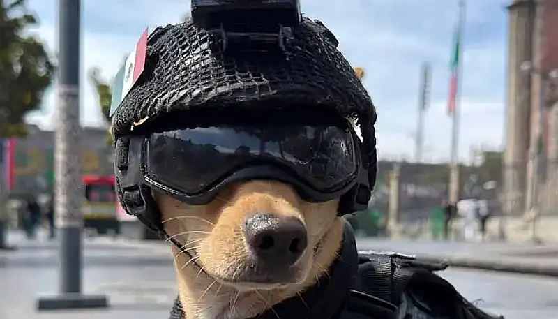 Comando Chihuahua: Mexico’s Pint-Sized National Guard Dog