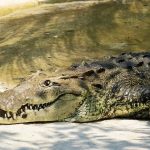 croc-on-the-beach