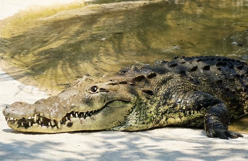 Croc Alert: Stay Off Marina Vallarta Beaches at Night