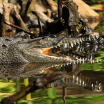 crocodile