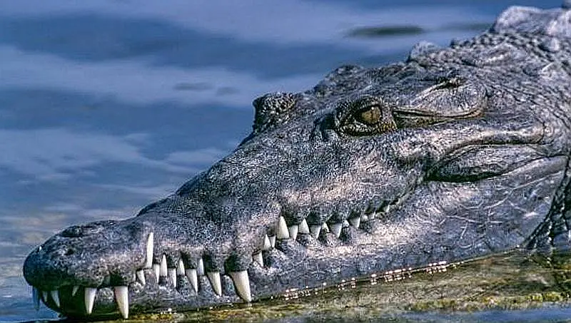 Jalisco Alerta App Adds Crocodile Sighting Alerts for Vallarta