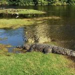 crocs-on-course