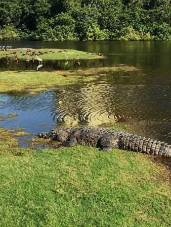 Croc Alert: Stay Off Marina Vallarta Beaches at Night | Banderas News