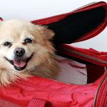 dog-carrier