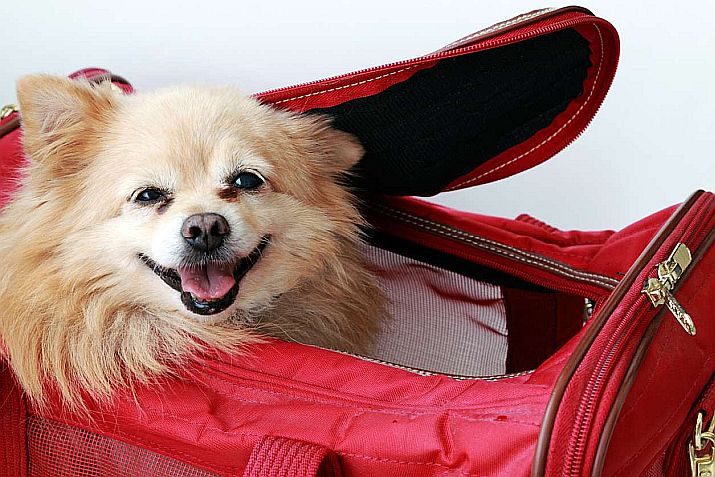 New CDC Guidelines for Traveling to the U.S. with Pups