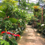 garden1