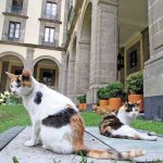 gatos-palacio-presidencia-de-mexico