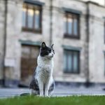 gatos-palacio-presidencia-de-mexico2