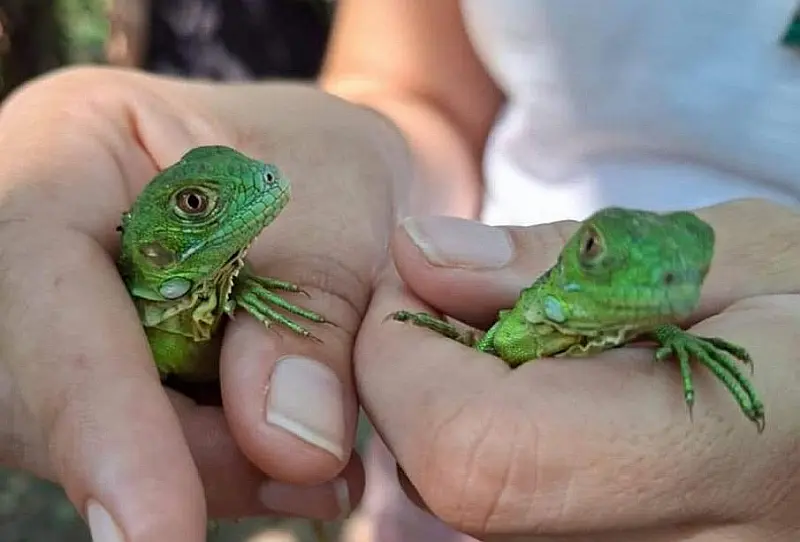 CUCosta Releases 180 Iguanas into Vallarta’s El Salado Estuary