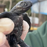 hatchling