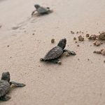 hatchlings
