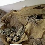 horned-lizards
