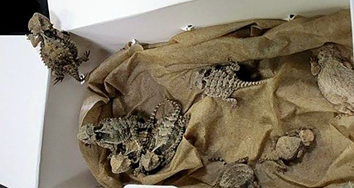 US Man Smuggling 52 Lizards and Snakes Caught at Mexico Border