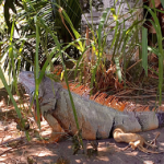 iguana260