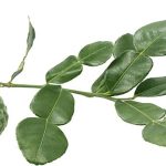 kaffir-lime
