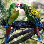 macaws