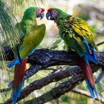 macaws