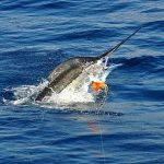 marlin