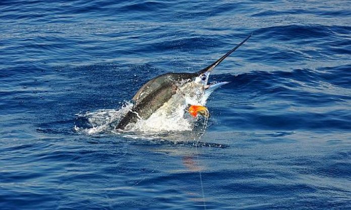 14th Banderas Bay Marlin & Tuna Fishing Tournament July 14-16