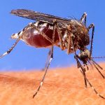 mosquito-bite
