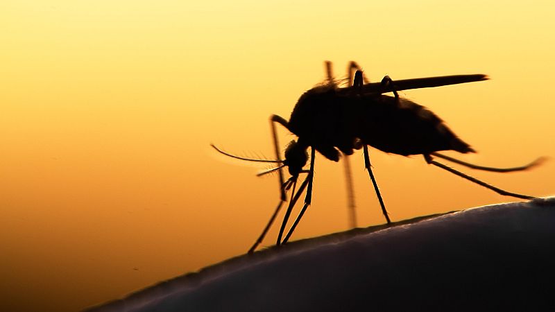 Tips for Keeping Mosquitoes from Being Unwanted Guests