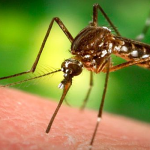 mosquitoes