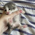 newbornkitten