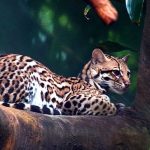 ocelot